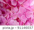Close up view of pink hydrangea flowers. 91146037