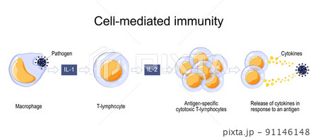 Immune response. Cell-mediated immunity. 91146148