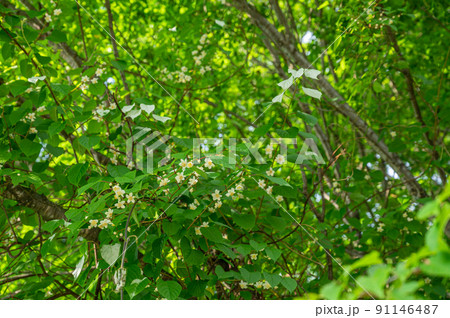 初夏に咲くかわいいマタタビの花と白い葉 91146487