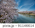 桜が満開の弘前公園　西濠の風景 91146614