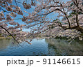 桜が満開の弘前公園　西濠の風景 91146615