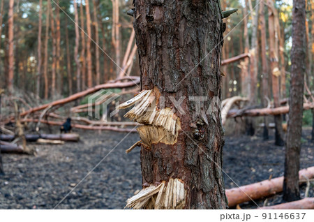 Tree trunk damaged by shrapnel. Broken trees in woods after bombing or artillery fire. Female Rottweiler defocused in background. Walk with pet after the air raid was canceled. War in Ukraine. Tree trunk damaged by shrapnel. Broken trees in woods after bombing or artillery fire. Female Rottweiler defocused in background. Walk with pet after the air raid was canceled. War in Ukraine. 91146637