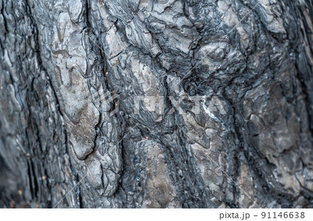 Texture of a charred tree trunk in a pine forest. Black shiny ash on the bark of a coniferous tree. A brown ant crawling in the folds of a tree. The aftermath of a forest fire. Selective focus. 91146638