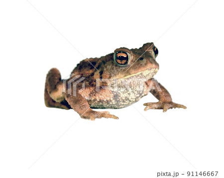 Frog Frog 91146667