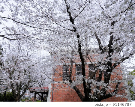 熊本大学 黒髪キャンパスの桜と化学実験場 熊本大学 黒髪キャンパスの桜と化学実験場 91146787