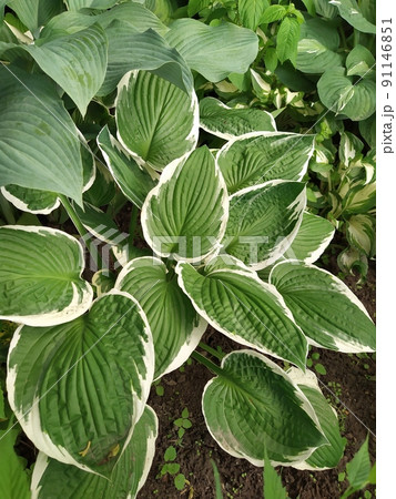 Perennial hosta bush with striped leaves in the garden Perennial hosta bush with striped leaves in the garden 91146851
