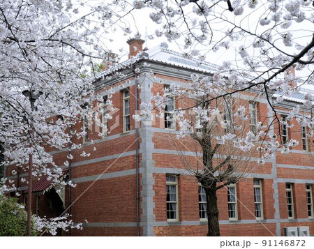 熊本大学の史跡 第五高等学校の建物と桜 熊本大学の史跡 第五高等学校の建物と桜 91146872