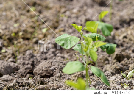 黒豆（丹波黒）　苗 定植直後の畑　6月 91147510