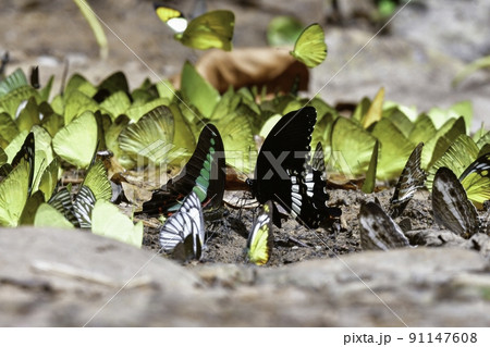 タイやマレーシア等の東南アジアの熱帯雨林で見られるチョウの集団吸水 タイやマレーシア等の東南アジアの熱帯雨林で見られるチョウの集団吸水 91147608