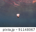 海を漂う軽石 91148067