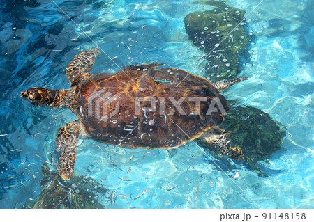 涼しげに泳ぐタイマイ、水族館にて。 91148158