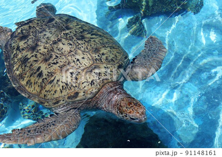 涼しげに泳ぐタイマイ、水族館にて。 91148161