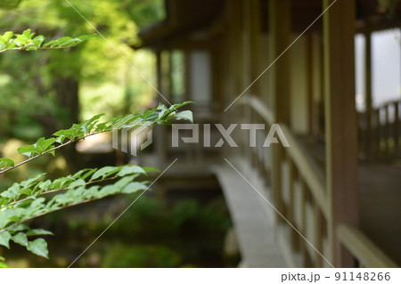 植物 91148266