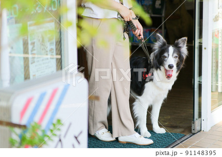 ペットサロンから女性の飼い主と共に出てくるブラック＆ホワイトのボーダーコリー 91148395