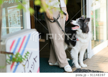 ペットサロンから女性の飼い主と共に出てくるブラック＆ホワイトのボーダーコリー 91148397