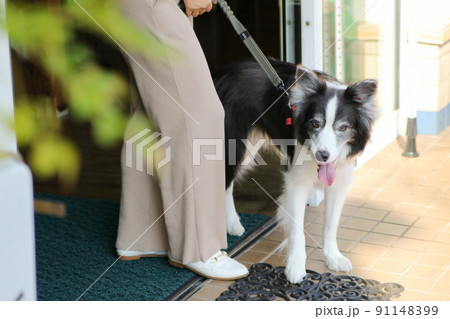 お店から女性の飼い主と共に出てくるブラック＆ホワイトのボーダーコリー 91148399
