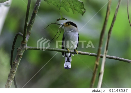 タイ、マレーシア、ベトナム等東南アジアの国立公園の熱帯雨林で見られる極彩色の鮮やかなギンムネヒロハシ 91148587