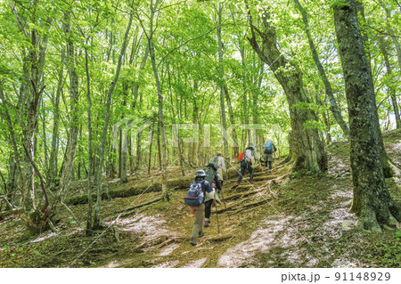 新緑の登山道をハイキングする人達 新緑の登山道をハイキングする人達 91148929