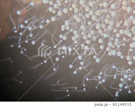 頭がまん丸の胞子の様子 頭がまん丸の胞子の様子 91149515