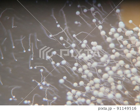 ゆらゆら漂うカビの胞子 91149516