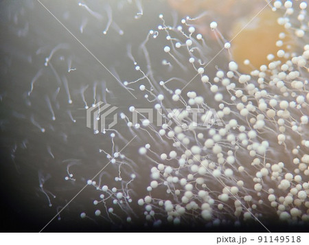 カビの胞子が増える様子 カビの胞子が増える様子 91149518