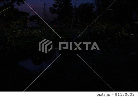 北杜市白州町、ホタルの光舞う夏の夕べ(比較明合成) 北杜市白州町、ホタルの光舞う夏の夕べ(比較明合成) 91150605