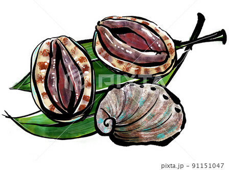 「あわび（Abalone・鮑）」の手書きイラ「あわび（Abalone・鮑）」の手スト（筆書き墨絵風） 91151047