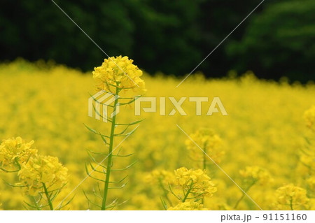 菜の花畑 91151160