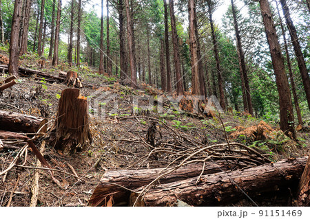森林 切り株 伐採イメージ 森林 切り株 伐採イメージ 91151469