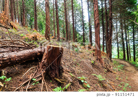 森林 切り株 伐採イメージ 森林 切り株 伐採イメージ 91151471