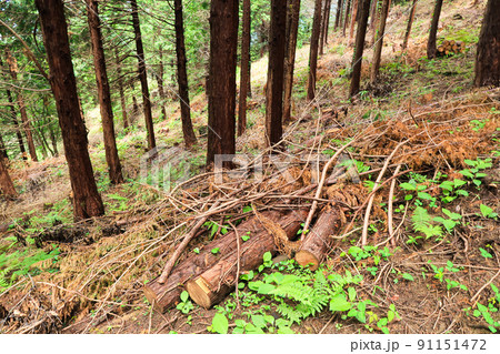 森林 切り株 伐採イメージ 森林 切り株 伐採イメージ 91151472