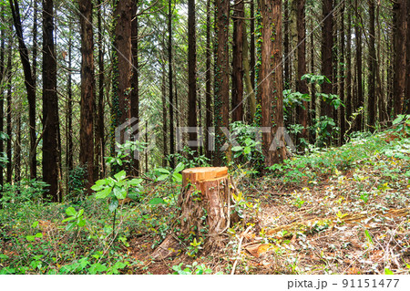 森林　切り株　伐採イメージ 91151477