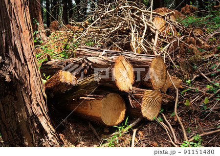 森林　切り株　伐採イメージ 91151480