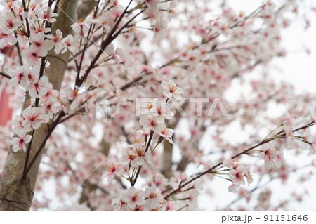 Sakura cherry flowers blossom trees of Phu Lom Lo national park, Phu Hin Rong Kla National Park, Thailand. Natural landscape background. Pink color in spring season. Sakura cherry flowers blossom trees of Phu Lom Lo national park, Phu Hin Rong Kla National Park, Thailand. Natural landscape background. Pink color in spring season. 91151646