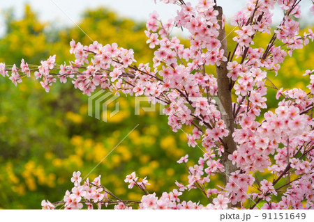 Sakura cherry flowers blossom trees of Phu Lom Lo national park, Phu Hin Rong Kla National Park, Thailand. Natural landscape background. Pink color in spring season. Sakura cherry flowers blossom trees of Phu Lom Lo national park, Phu Hin Rong Kla National Park, Thailand. Natural landscape background. Pink color in spring season. 91151649