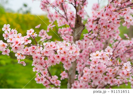 Sakura cherry flowers blossom trees of Phu Lom Lo national park, Phu Hin Rong Kla National Park, Thailand. Natural landscape background. Pink color in spring season. 91151651