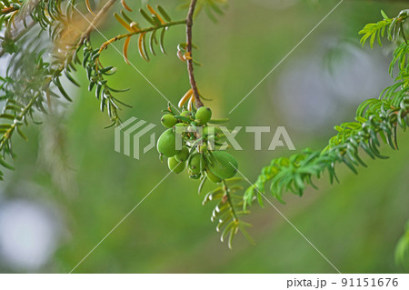 初夏の緑色のカヤの実（夏、六月） 91151676