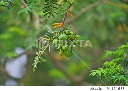 初夏の緑色のカヤの実（夏、六月） 91151683