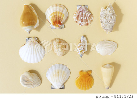 Full frame of seashell on beige background. Sunny image in delicate pastel colors. 91151723
