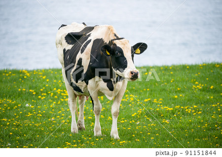 乳牛が北海道の牧場で草を食べる ホルスタインの放牧場 乳牛が北海道の牧場で草を食べる ホルスタインの放牧場 91151844