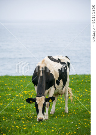 乳牛が北海道の牧場で草を食べる ホルスタインの放牧場 乳牛が北海道の牧場で草を食べる ホルスタインの放牧場 91151850