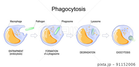 Phagocytosis. macrophage 91152006