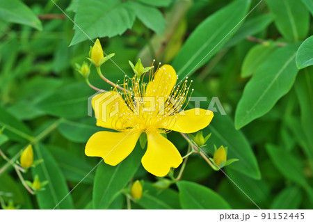 黄色いビヨウヤナギの花（夏、六月） 91152445
