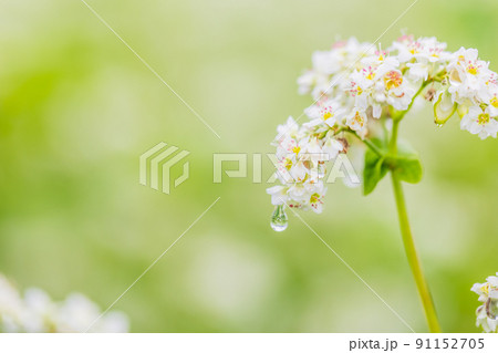 ソバの花 ソバの花 91152705