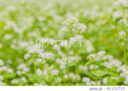 ソバの花 ソバの花 91152715