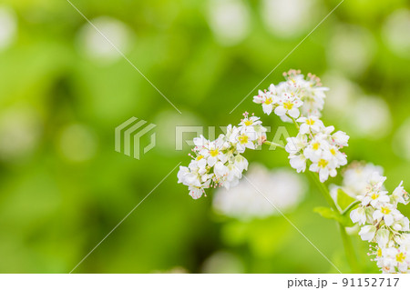 ソバの花 91152717