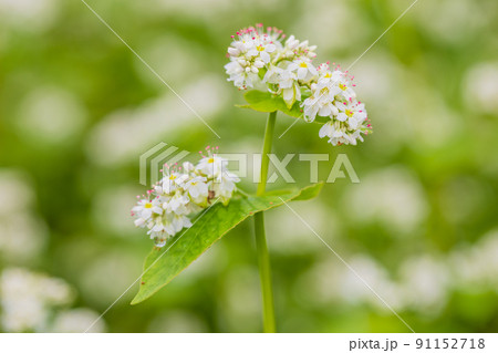 ソバの花 ソバの花 91152718