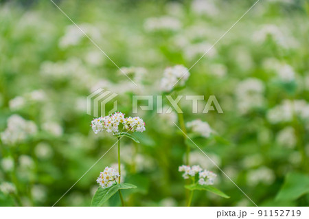 ソバの花 91152719