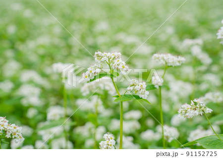 ソバの花 ソバの花 91152725