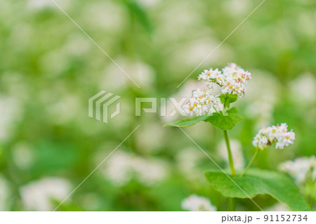 ソバの花 ソバの花 91152734